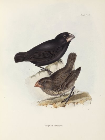 Pareja de pinzones, Islas Galápagos, c. 1832-1836 de Unbekannt
