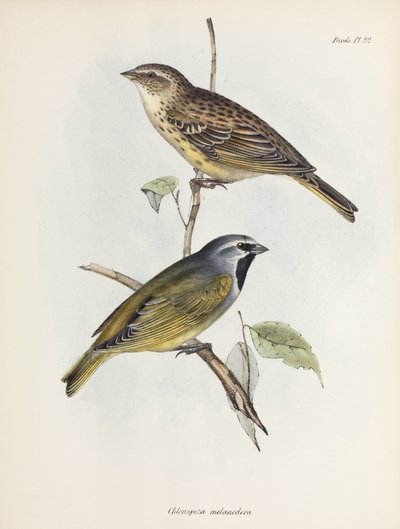 Pareja de gorriones o pinzones, c. 1832-1836 de Unbekannt
