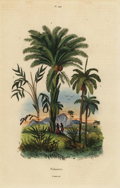Palmeras: palmera datilera, Phoenix dactylifera 1, especie Attalea 2, y especie Geonoma 3 de Unbekannt