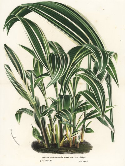 Palmera, Setaria palmifolia (Panicum plicatum foliis level-vittatis). Litografía coloreada a mano de la obra de Louis van Houtte y Charles Lemaire Flores de los jardines e invernaderos de Europa, Flore des Serres et des Jardins de l