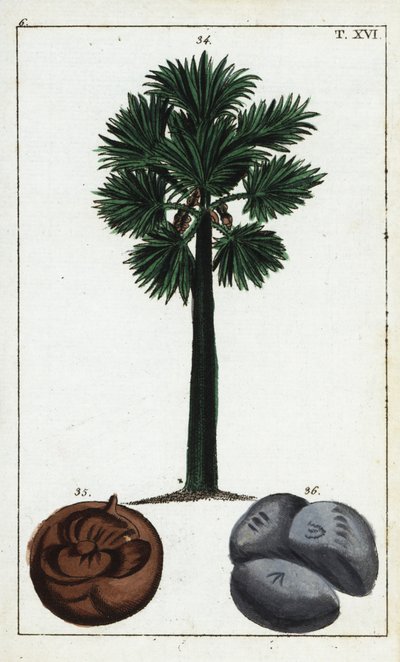Palmera de Palmira, Borassus flabellifer. de Unbekannter Künstler