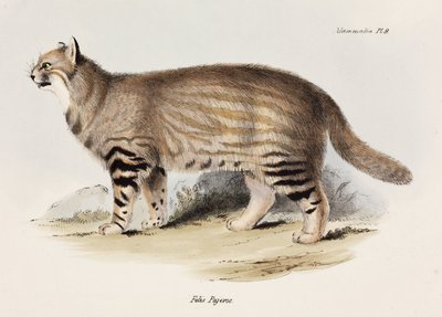 Gato de las pampas, América del Sur, c. 1832-1836 de Unbekannt