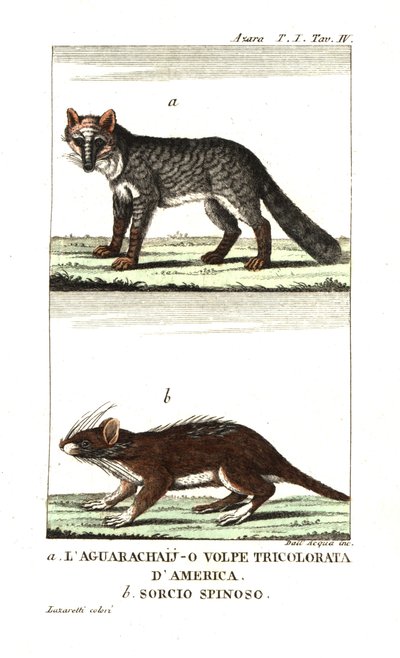 Zorro de las pampas o aguarachay de Unbekannter Künstler