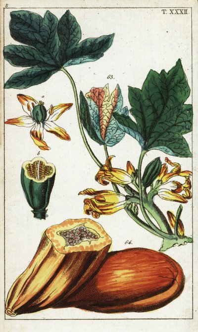 Fruta, sección, flores y hojas de papaya, Carica papaya. de Unbekannter Künstler