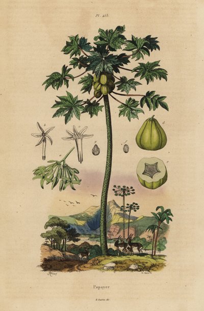 Árbol de papaya con fruta y sección transversal de la fruta de Unbekannt
