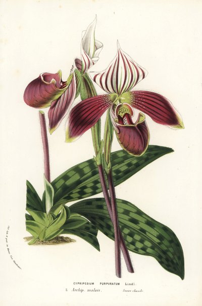 Orquídea Paphiopedilum purpurpuratum (Cypripedium purpuratum). Litografía coloreada a mano de la obra de Louis van Houtte y Charles Lemaire Flores de los jardines e invernaderos de Europa, Flore des Serres et des Jardins de l