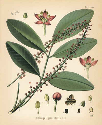 Paraguay jaborandi, Pilocarpus pennatifolius. Cromolitografía según una ilustración botánica de Walther Muller de Hermann Adolph Koehler