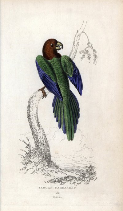 Periquito pumpadour, Prosopeia tabuensis. Psittacus tabuensis. Litografía de Joseph Kidd, basada en un dibujo de John Audubon, en Miscellany of Natural History: Parrots, Sir Thomas DiK Lauder and Captain Thomas Brown, publicada en Edimburgo, Escocia, en 18 de Unbekannter Künstler