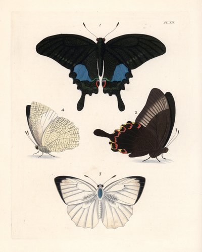 Mariposa pavo real de París, Papilio paris 1,2, y emigrante moteada, Catopsilia pyranthe 3.4. Litografía coloreada a mano de la nueva edición de John O. Westwood de "Illustrations of Exotic Entomology" de Dru Drury, Bohn, Londres. de Unbekannter Künstler
