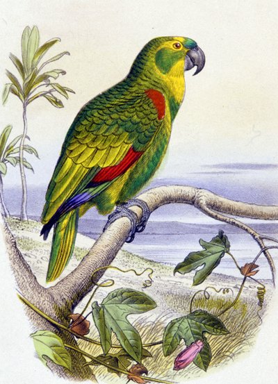 Loro con frente azul, c. 1850 (grabado) de Unbekannter Künstler
