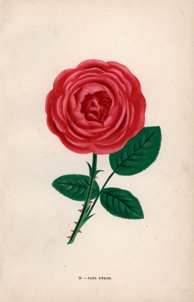 Rosa Paul Neron, híbrido escarlata criado por Monsieur Levet en Lyon en 1869. Cromolitografía dibujada y litografiada al natural por F. Grobon a partir de "Les Roses" de Hippolyte Jamain y Eugene Forney, París, J. Rothschild. de Unbekannter Künstler
