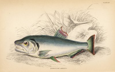 Payara, Hydrolycus armatus (Hidroción de dientes fuertes, Hydrocyon armatus). Grabado en acero coloreado a mano por W.H. Lizars a partir de una ilustración de James Stewart de Fishes of Guiana de Robert Schomburg, parte de la Naturalist