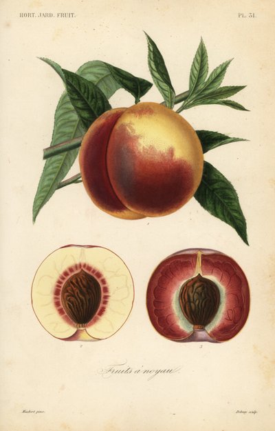 Fruta de durazno, Prunus persica, sección a través de variedades de pulpa blanca y pulpa roja de Unbekannt