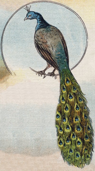 Pavo real. Grabado en "Alphabet de ma petite fille". Bernardin-Bechet y Fils, libreros-editores, París, alrededor de 1895. Álbum irrompible sobre lienzo. Biblioteca de Bebés. 12 páginas. Álbum que contiene un método de lectura y un abecedario ilustrado. Di de Unbekannt