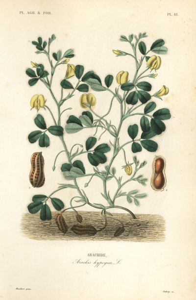 Cacahuete o maní, Arachis hypogaea de Unbekannt
