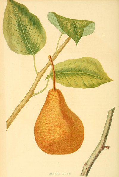 Pera de la variedad Boscs bottle pear, una antigua variedad de pera de Unbekannter Künstler