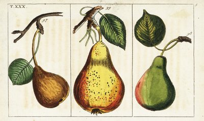Variedades de pera, Pyrus communis. de Unbekannter Künstler