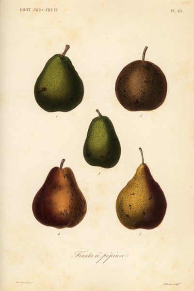 Variedades de pera, Pyrus communis de Unbekannt