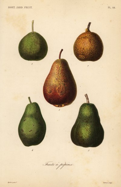 Variedades de pera, Pyrus communis de Unbekannt