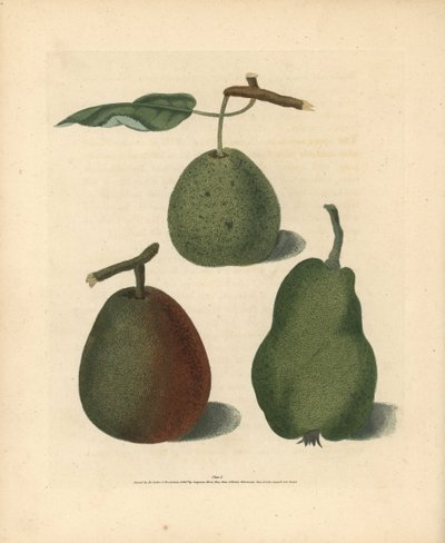 Variedades de pera, Pyrus communis: Cressan, Gansell