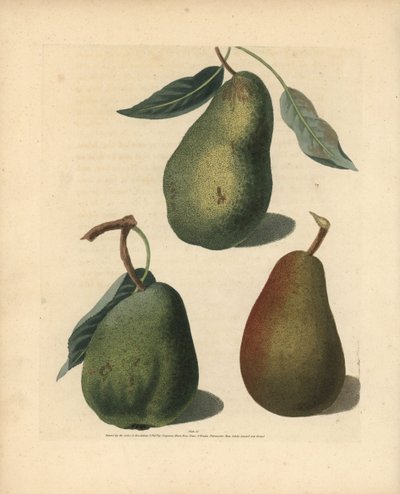 Variedades de pera, Pyrus communis: Saint Germain, Colmar y Brown Beuree. Grabado a mano de una ilustración de George Brookshaw de su propia "Pomona Britannica", Londres, Longman, Hurst, etc. de Unbekannter Künstler