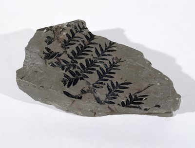 Pecopteris (Fronda de Gimnosperma) encontrada en Camerton, Somerset, Período Carbonífero Superior de Unbekannt