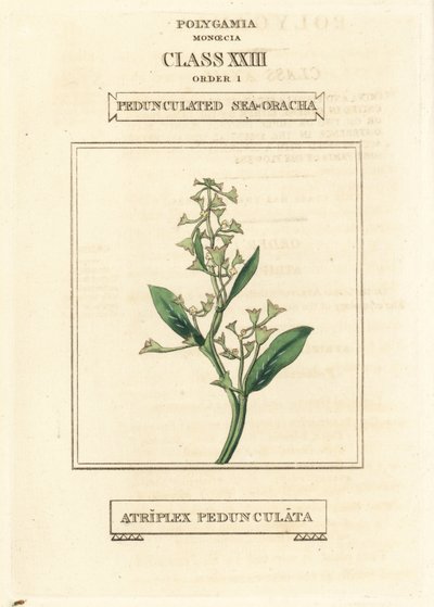 Verdolaga pedunculada, Atriplex pedunculata. Grabado en cobre coloreado a mano según una ilustración de Richard Duppa de su obra The Clours and Orders of the Linnaean System of Botany, Longman, Hurst, Londres. de Unbekannter Künstler