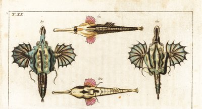 Pegase (o pez dragón pequeño) - pez mariposa de cola larga - Pez dragón corto, Eurypegasus draconis 59,60, y pez mariposa de cola larga, Pegasus volitans 61,62. Grabado en cobre coloreado a mano de la Enciclopedia de Historia Natural de Gottlieb Tobias Wil de Unbekannter Künstler