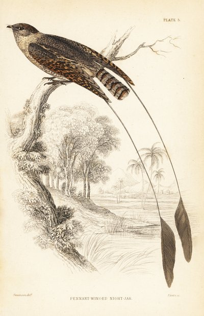 Chotacabras alpino, Macrodipteryx vexillarius (Macrodipteryx africanus). Grabado en acero coloreado a mano por William Lizars según William Swainson de la Naturalist