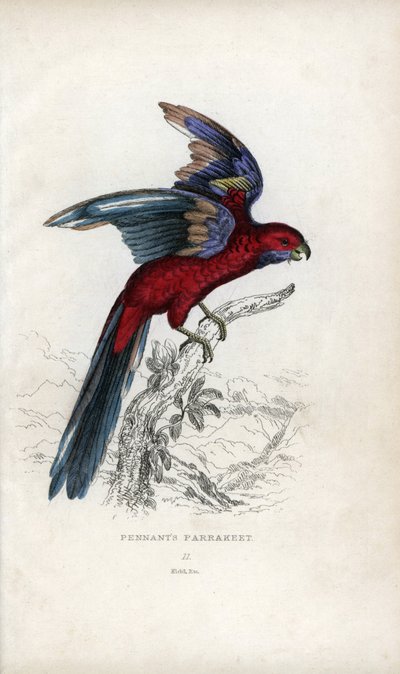 Periquito de Pennant, Psittacus pennantii. Platycercus elegans. de Unbekannter Künstler