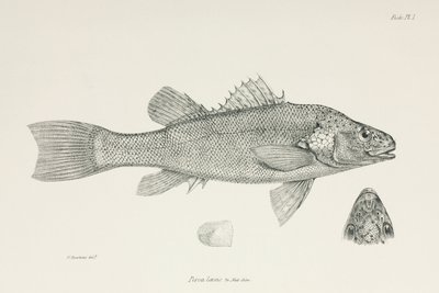 Perca, c. 1832-1836 de Unbekannt