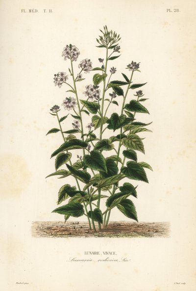 Honestidad perenne, Lunaria rediviva de Unbekannt