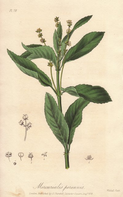 Perennial mercuriale o perenne o col del perro (Mercurialis perennis) - Agua fuerte de William Clarke para ilustrar "Botánica médica, descripción de las plantas medicinales de Londres, Edimburgo y Dublín" de John Stephenson y James Morss Churchill, de Unbekannter Künstler