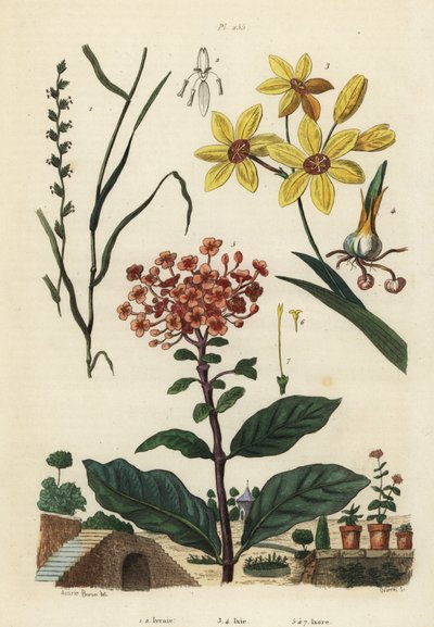 Pasto perenne, Lolium perenne 1,2, lirio de maíz africano manchado, Ixia maculata var de Unbekannt
