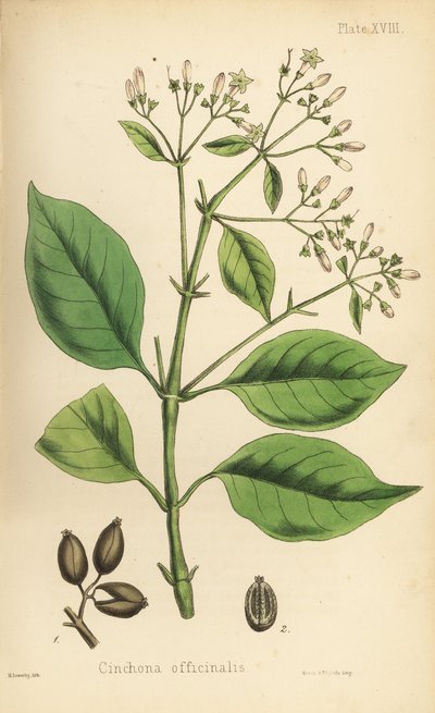 Árbol de corteza peruana o árbol de la quinina, Cinchona officinalis. Litografía coloreada a mano por Henry Sowerby de la Flora Homeopathica de Edward Hamilton, Bailliere, Londres. de Unbekannter Künstler
