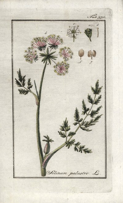 Marisma peucedana o perejil de los pantanos (Selinum marsh). Litografía de "Afbeelding der Artseny-Gewassen" de Johannes Zorn (1739-1799), Países Bajos. de Unbekannter Künstler