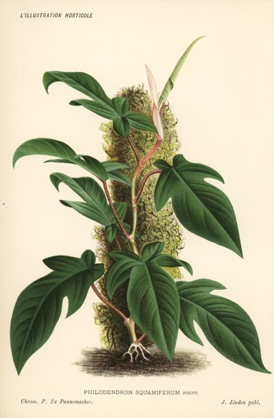 Planta de follaje Philodendron squamiferum. Cromolitografía de Pieter de Pannemaeker de l