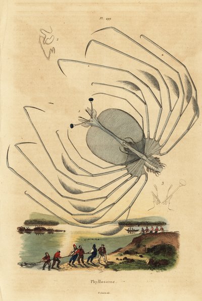 Etapa larval de Phyllosoma de una langosta espinosa, Palinurus elephas de Unbekannt