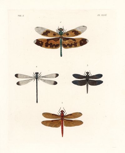 Libélula de ala pintada, Rhyothemis variegata 1, rayador forestal fulviforme, Neurothemis fulvia 2, rayador de los arrozales, Neurothemis tullia 3, y damisela sombría, Palaemnema paulina 4. Litografía coloreada a mano de la nueva edición de John O. Westwoo de Unbekannter Künstler