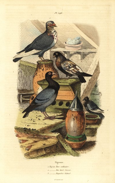 Razas de paloma Columba livia: Paloma turca ordinaria, bai doré suizo, bagadais bastardo de Unbekannt