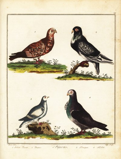 Palomas: Paloma polaca, pouter, ptarmigan y turbit. 1792 (grabado) de Unbekannter Künstler