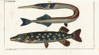 Lucio (o lucio boreal) - Orphia - Lucio boreal, Esox lucius 117, y aguja de mar o garfish, Belone belone 118. Grabado en cobre coloreado a mano según Jacob Nilson de la Enciclopedia de Historia Natural de Gottlieb Tobias Wilhelm: Peces, Augsburgo de Unbekannter Künstler