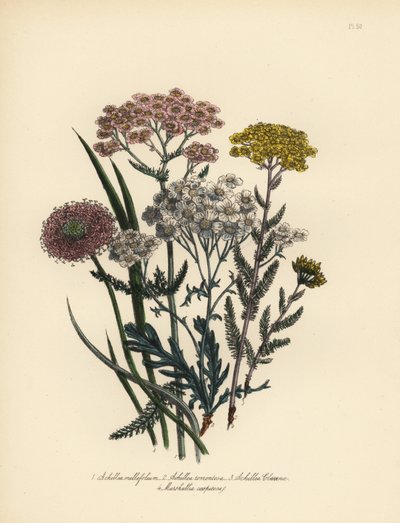Milenrama de flor rosa, Achillea milfolium, milenrama dorada, Achillea tomentosa, milenrama de hoja plateada de Clavena, Achillea clavenae, y marshallia copetuda, Marshallia caespitosa. Cromolitografía realizada a mano por Henry Noel Humphreys a partir de  de Unbekannter Künstler