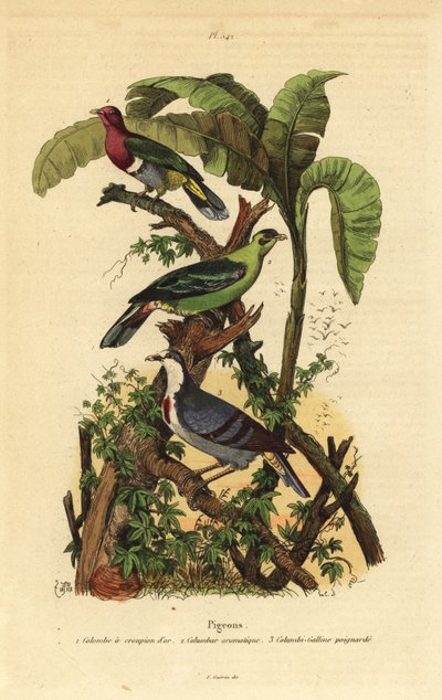 Paloma frutera de cabeza rosada, Ptilinopus porphyreus, paloma verde de Buru, Treron aromaticus, y corazón sangrante de Luzón, Gallicolumba luzonica de Unbekannt