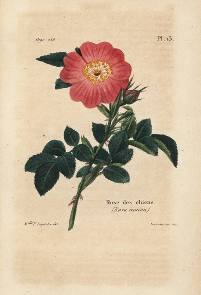 Rosa Canina, Rosa Canina. Litografía coloreada a mano por Lecouturier a partir de una ilustración botánica de la Srta. F. Legendre del Manual completo del amante de las rosas de Pierre Boitard, Roret, París 1836. de Unbekannter Künstler