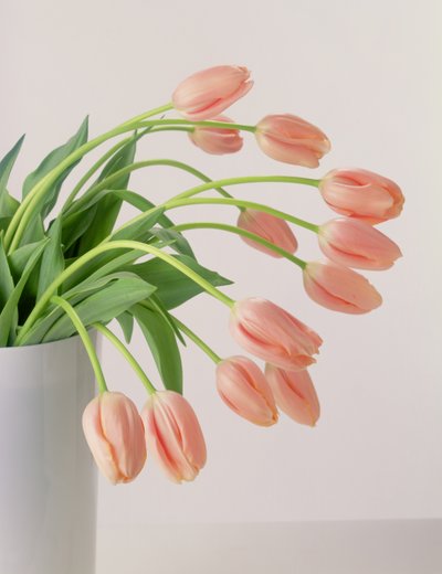Tulipanes rosas de Unbekannter Künstler