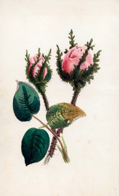 Musgo rosa, Rosa muscosa. Grabado coloreado a mano por James Andrews para "Bouquet des Souvenirs" de John Stevens Henslow, Londres. de Unbekannter Künstler