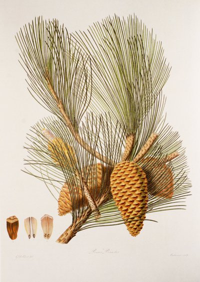 Pinus pinaster/Pino marítimo de Unbekannt