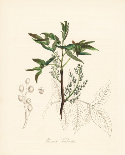 Pistacia terebinthus - Terebinto o trementina de chian, Pistacia terebinthus. Zincografía coloreada a mano de C. Chabot dibujada por Miss M. A. Burnett de su "Plantae Utiliores: or Illustrations of Useful Plants", Whittaker, Londres. de Unbekannter Künstler