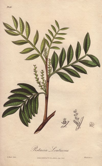 Pistacia lentiscus (Pistacia lentiscus) - Agua fuerte de William Clarke para ilustrar "Medical Botanical, Description of the Medicinal Plants of London, Edinburgh and Dublin" de John Stephenson y James Morss Churchill, publicado en Londres por John Church. de Unbekannter Künstler